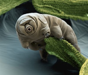 tardigrade living in space