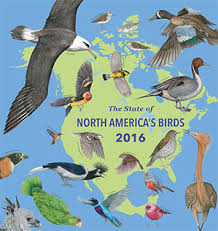 North American birds